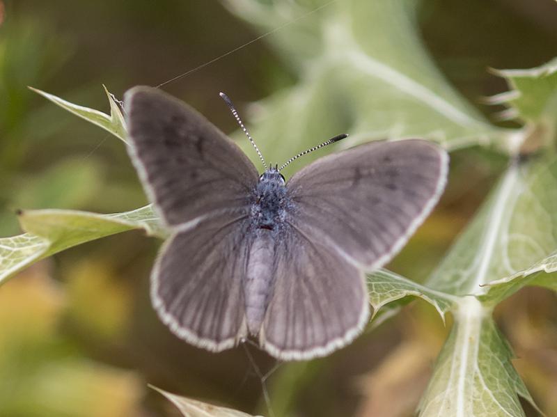 News & Media of Nyugati Cégcsoport LLC